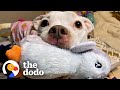 Skinny Abandoned Pit Bull Gets Everything She Dreamed Of | The Dodo Pittie Nation