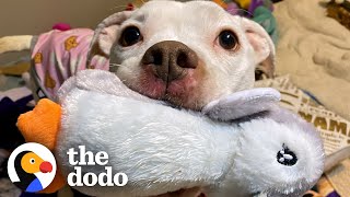 Skinny Abandoned Pit Bull Gets Everything She Dreamed Of | The Dodo Pittie Nation
