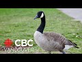 Vancouver Park Board adopts new strategy to manage growing numbers of Canada geese