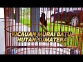 Mental dan fighter Murai Batu Hutan Sumatera by KAPUDIA