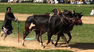 Bulls shutri At Chakwari panjpeer darbar 26/03/2022