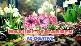 සුන්දර ගෙවත්ත|Nature of Garden|Flower Garden|beautifull Garden