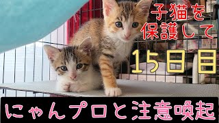 保護猫『ランタナ』『なでしこ』保護して15日が経過しました