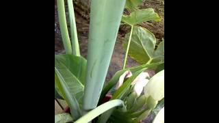 Week two for my blooming elephant ear