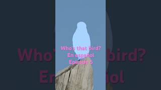 Who’s that bird? #birdidentification #birding #birds #guessinggame