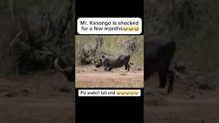 KASONGO V16  ALMOST LOST HIS LIFE AS GE CHALLENGED RHINO AND GETS THROWN TO THE SKY😭😭😭😭