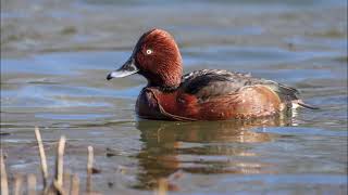 Photographing Ferruginous Duck in Norway 2021