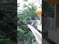 しらを切るヒヨドリさん ヒヨドリ しらを切る 北海道野鳥live birdwatching birdfeeder 野鳥観察 定点観測 北海道 hokkaido