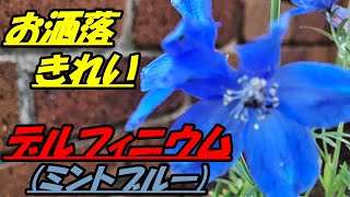 【花】デルフィニウム(ミントブルー)の育て方・植え付け