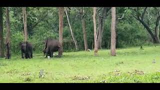 Elephant protects baby from wild dogs at Kabini