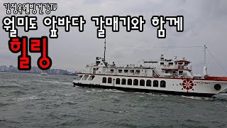 태평가 부르며 ~  월미도 앞바다 갈매기축제 완존 스트레스 해소제