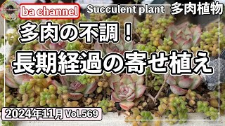 569{多肉植物} 葉色が悪いのは夏の疲れ？根の傷み？ただの紅葉？【植替え】【百均多肉】【根のリセット】【ba多肉】【baチャンネル】【Succulent】