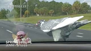 Florida woman records the MOST BIZARRE event while DRIVING 65mph!!