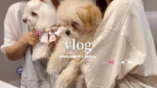 vlog | 我が家にマルプーの子犬をお迎えしました㊗️🐶🐾