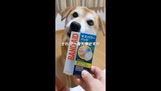 手のひらに犬の牙が当たって傷ついたら、笑顔でキズパワーパッド