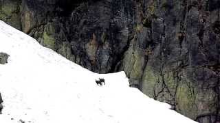 Vysoké Tatry - Kamzík vrchovský tatranský