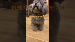 【4日目】グズグズな飼い主とワンコがハイタッチの特訓をする#shorts #funnydogs