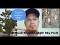 Khasiat Buah Tunjuk Langit / Sky Fruit.. Buah Unik, mengdongak ke langit