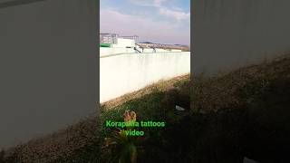 koraputia tattoos video