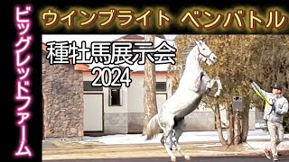 ウインブライト \u0026 ベンバトル ビッグレッドファーム 種牡馬展示会2024