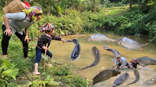 Drained the abandoned pond and suddenly harvested many large fish.Giant fish catching skills