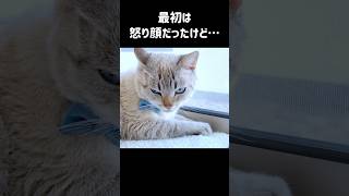 【激変】野良猫が家猫になり…怒り顔がニッコリ顔になりました😾→😸　#shorts