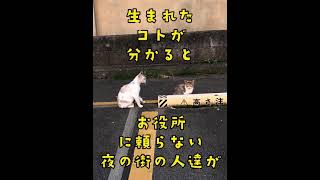 秋田市 の 繁華街で 懸命に生きている 猫達。