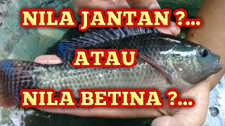 Perbeda'an Ikan Nila Jantan \u0026  Betina, 100% Kupas lengkap....