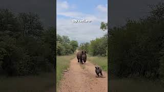 Who dare to challange rhino?  #animals #wildlife #rhino #rhinoceros #animalshorts # #youtubeshorts