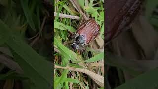 Maybug#cockchafer on my desdemona onto the grass