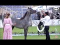 n 39 sma al amal manda arabian horse show yearling fillies section a class 5