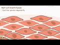 structure and types of smooth muscle multi unit smooth muscles vs unitary smooth muscles