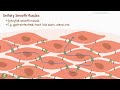 structure and types of smooth muscle multi unit smooth muscles vs unitary smooth muscles