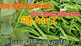 Guar cluster beans farming ||Guar chasa odia ||Vagitable farming ||Gaonlia Farming Odisha ||