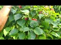 bougainvillea propagation how to plant bougainvillea from cuttings how to propagate bougainvil