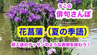 【俳句さんぽ・第17回】花菖蒲（夏の季語）初心者にもわかりやすい俳句鑑賞です。梅雨の季節に咲く代表的な花を先人の俳人はどう表現したのでしょうか。#俳句 #俳句 鑑賞#俳句 朗読