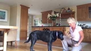 Boots muzzle training no. 1