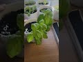 does pinching basil really encourage more harvestable growth the difference is so cool 🌱🌱