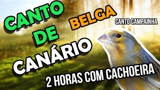 Canário Belga Campainha Com Cachoeira para ensinar filhotes