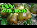 JAMBU GAJAH PEKALONGAN YANG JUMBO DAN MUANIISSS...