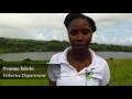 restoration of saint lucia s ma kote mangrove