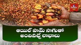 ఆయిల్ పామ్ సాగుతో  అందివచ్చే లాభాలు | Benefits of Oil Palm Cultivation | hmtv Agri