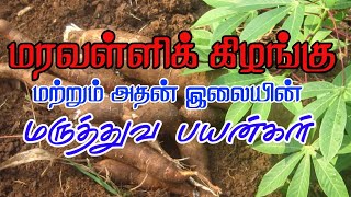 மரவள்ளிக் கிழங்கின் மருத்துவப் பயன்கள் | Maravalli Kilangu | Maravallai Kizhangu Health Tips | BTTL