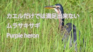 【カエルだけでは満足出来ない】ムラサキサギ Purple heron