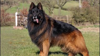 The king my long hair german shepherd dog “Boss”❤️🐾😘🧿