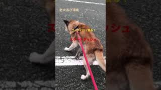 【老犬あび18歳】老犬とは思えないスタートダッシュ💨