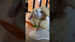 #Cute #cat❤#short #video#275