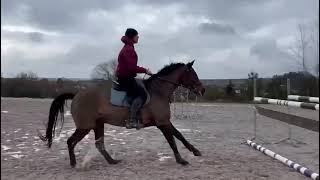 Fantastic Showjumper ready for the season 2025!