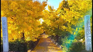 【ichijoji・temple　ギンナンの寺　岐阜羽島・一乗寺】　今が見頃・イチョウ並木　2024年11月28日（木）　　Gifu-Japan