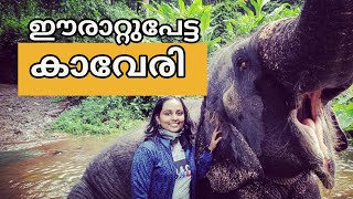 Erattupetta Kaveri || ഈരാറ്റുപേട്ട കാവേരി || Kerala female elephant ||